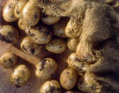Export game threatens to destabilise UK potato industry