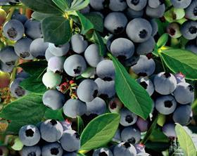 Blueberries generic