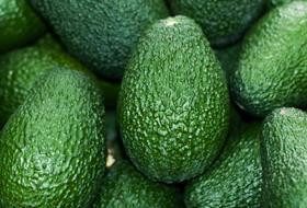 CL avocados Asoex