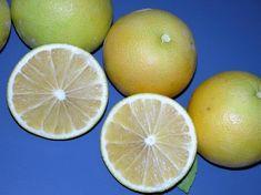 New grapefruit expected to increase consumption