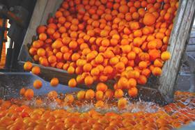 UR_Uruguay citrus sorting