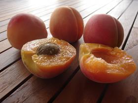 South Africa Charisma apricots