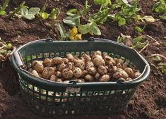 Tesco takes delivery of first Jersey Royal Company potatoes