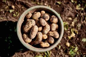 Cornish New Potatoes harvest