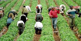 Migrant-Farm-Workers-Are-the-Backbone-of-the-Agricultural-Industry
