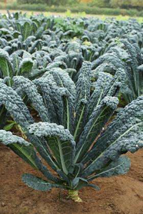 Tozer Seeds Black Kale Raven TZ 2019