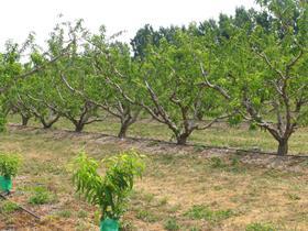 Peach trees