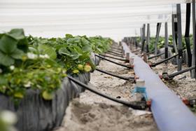AU strawberry production farming irrigation system