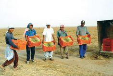 Peru spears the competition