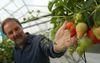Earliest ever British strawberries hit Sainsbury's