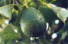 SA avo crop damaged by frost