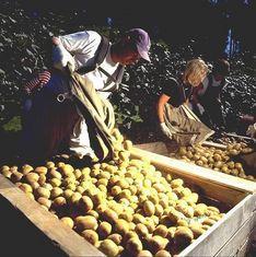 Zespri hits back at T&G