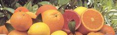 Off-season citrus sendings recover