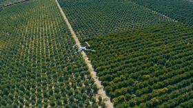 Oranfrizer precision agriculture citrus grove drone