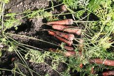 Carrot growers fret over straw prices