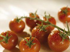 UK tomato season in early start
