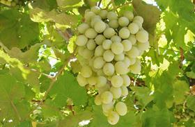 Afghanistan grapes on vine