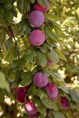 Plum crops have been affected