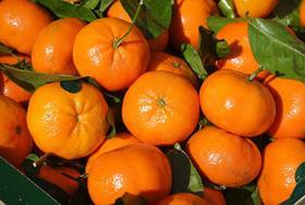 Clementines