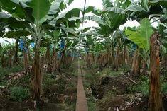 Rain lashes banana plantations