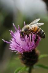 Scottish scientists are hot on the trail on the honey-bee killer
