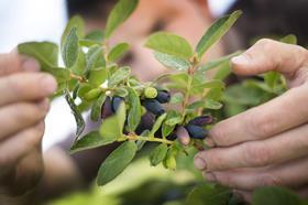 BLUE HONEYSUCKLE GROWING AT THE NEW FOREST FRUIT CO