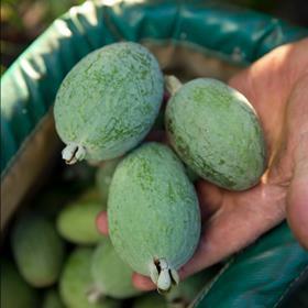 Western Australia Feijoa