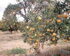 Rand holds back SA citrus returns