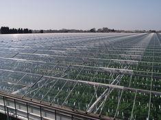 APS Salads in Kentish expansion