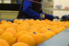 Dunnett adapts with changing citrus times