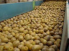 Biggest ever kiwifruit load leaves Tauranga