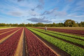 Salad production