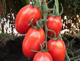 Roma tomatoes Bayer trials