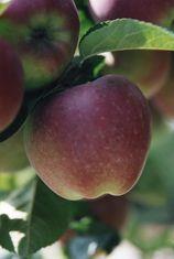 English apple growers address supply issues