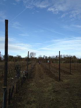 Tree planting rows chegworth