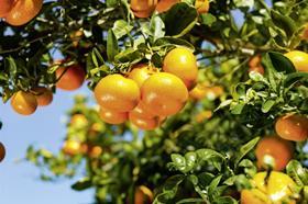 SanLucar citrus