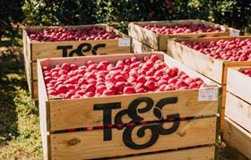 T&G Apples