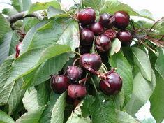 Cherries treated with an alternative material