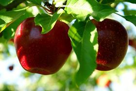 GEN Shutterstock_two red shiny delicious apples hanging from a tree branch in an apple orchard