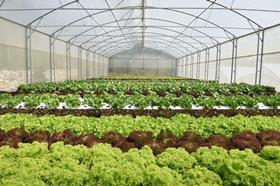 Lettuce Lebanon Robinson Agri Rijk Zwaan NFT method