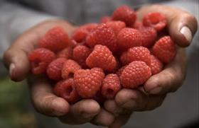 PT Driscolls raspberries