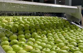 Anadolu Etap apples