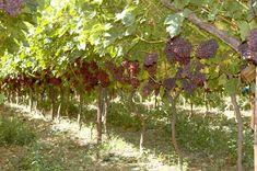 Late start fails to deter South African grape industry