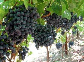 Sable Seedless grapes