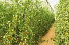 Mini plum tomato production