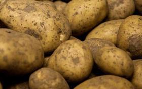 farmcare potato-farming-2-700x440