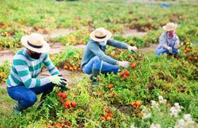 Tomato pickers