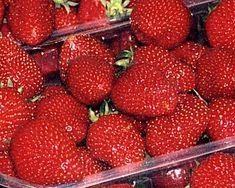 Free British strawberries for kids