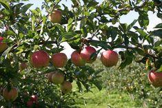 Morrisons strong as Asda slips on top fruit