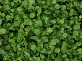 Vitacress - watercress bed